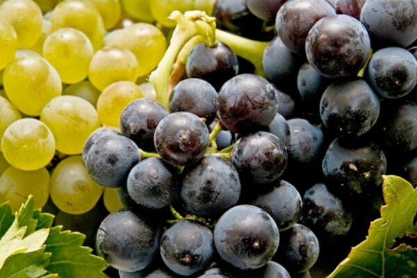 El MAPA activa la cosecha en verde de uva de vinificación a la que destina 21,4 millones de euros