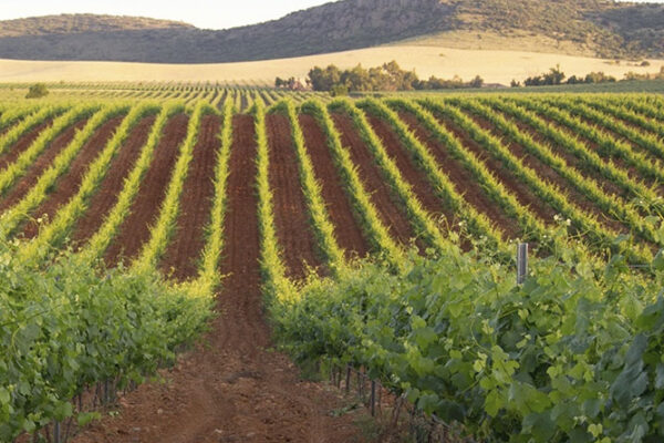 La Unión Europea registra la nueva Denominación de Origen Protegida de vinos “Campo de Calatrava”