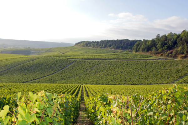 45º Congreso Mundial de la Viña y el Vino