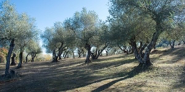 España solicita el reconocimiento internacional para el Banco Mundial de Germoplasma del Olivo de Córdoba (BMGO)