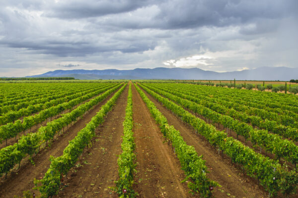 La Unión Europea registra la nueva Denominación de Origen Protegida de vino de pago “Rosalejo”