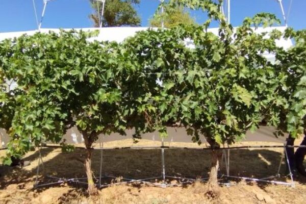 Comportamiento de la vid en cultivada en condiciones de sequía