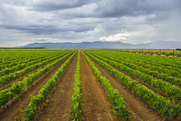 El vino español Rosalejo se añade al Registro de DOP
