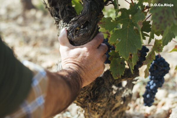 El sector vitivinícola aporta más de un 6,5% del PIB de La Rioja