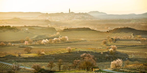 El Consejo Regulador celebra el punto de inflexión alcanzado en la protección del paisaje de Rioja