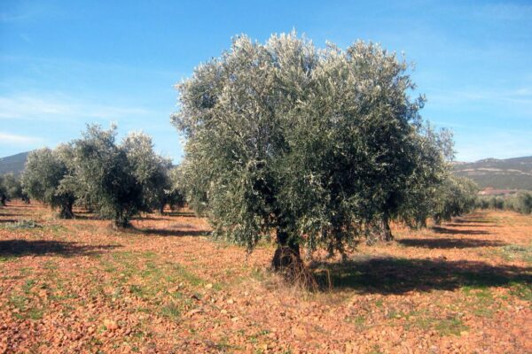 Castilla-La Mancha publicó el 2 de abril la convocatoria de ayudas para la contratación de seguros agrarios
