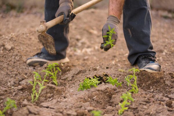 Galicia mantiene abierto el plazo de solicitud de ayudas para personas de entre 41 y 55 años que se incorporen a la actividad agroganadera