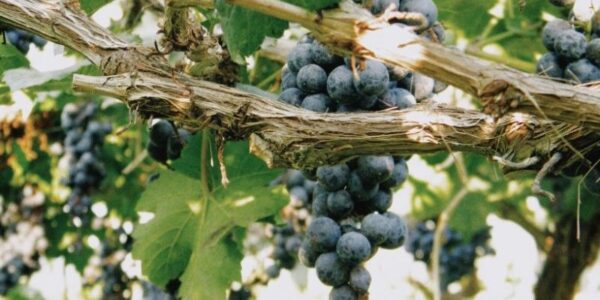 El proyecto VITISAD II ya se ha puesto en marcha y continuará durante los próximos tres años