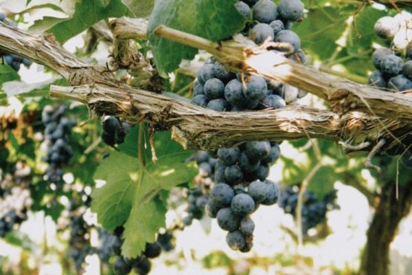 El proyecto VITISAD II ya se ha puesto en marcha y continuará durante los próximos tres años