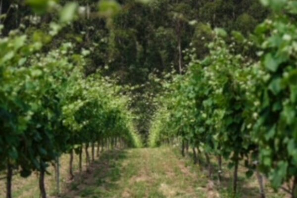 Finca Lobeira 2019, un vino de paisaje atlántico