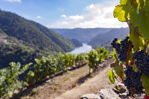 La Xunta aprueba la modificación del pliego de condiciones de la D.O. Ribeira Sacra solicitada por su Consejo Regulador