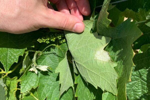 La Consejería de Agricultura confirma la identificación en San Asensio de las primeras manchas de mildiu en un viñedo riojano