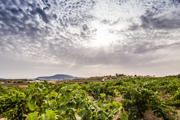 La D.O.P. Valencia ofrece vinos singulares por sus características geográficas y climáticas