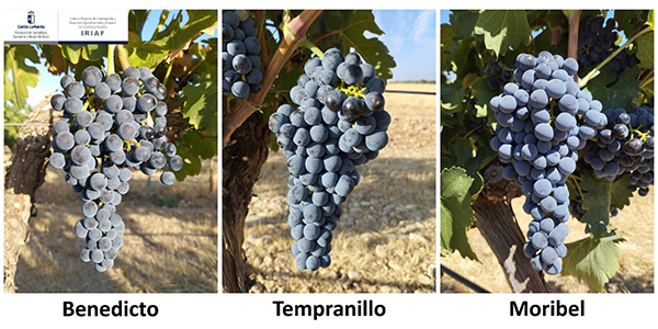 Investigadores del IVICAM identifican variedades de vid alternativas a la Tempranillo para la adaptación al cambio climático