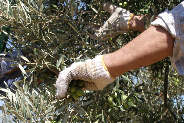 Andalucía convoca ayudas para seguros agrarios por más de cinco millones  de euros