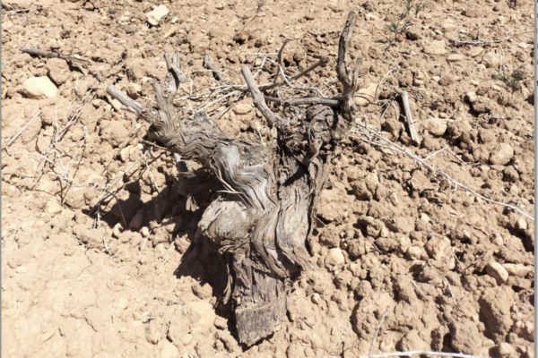 El MAPA eleva a 264 M€ el pago de las ayudas a tierras de cultivo de secano, arroz y tomate de industria