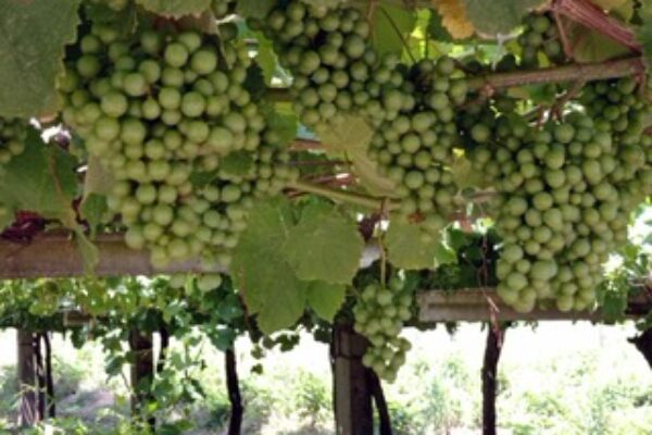 El Consejo Regulador de la DO Rías Baixas califica la añada 2023 como “Muy Buena”