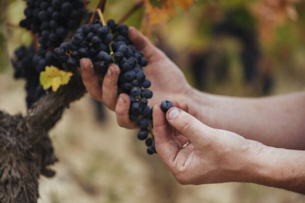 Rioja califica como «Muy Buena» su cosecha de 2023