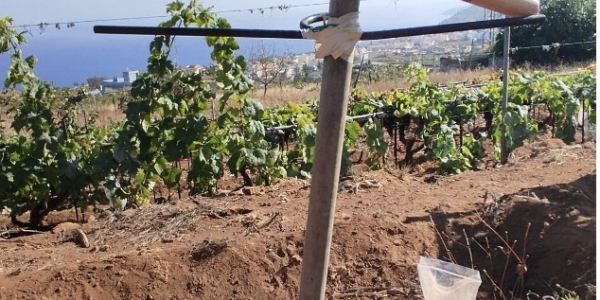 Estudio de los suelos vitícolas en Tacoronte-Acentejo