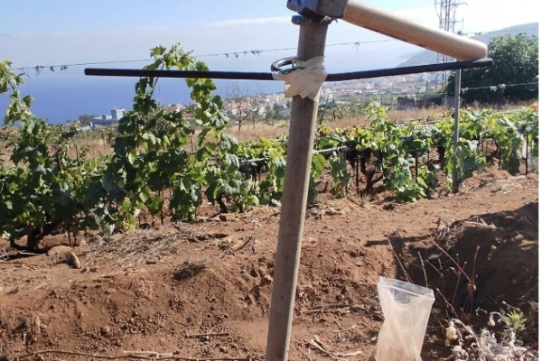 Estudio de los suelos vitícolas en Tacoronte-Acentejo