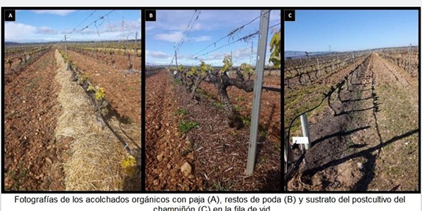 Efecto de los acolchados orgánicos en la calidad del vino de Tempranillo Tinto