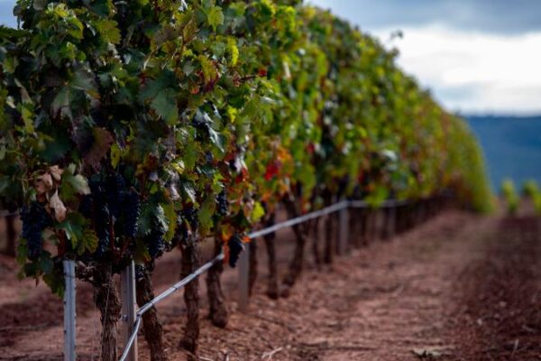 Ayudas para compensar los problemas de comercialización y la pérdida de renta en viñedos de la Rioja