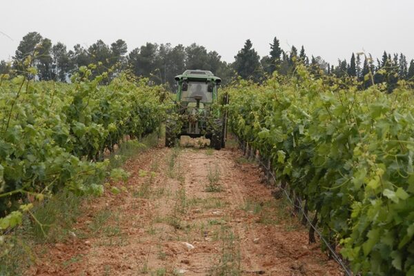 Los viticultores reclaman ayudas para garantizar su futuro