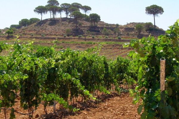 Castilla-La Mancha atenderá las solicitudes de cosecha en verde que han presentado incidencias administrativas por haberla solicitado el año pasado