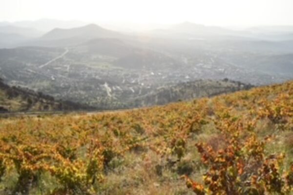 Vino de paraje y Vino de parcela, nuevas nomenclaturas en la D.O.P. Cebreros