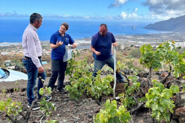 El Gobierno de Canarias lidera un proyecto para mejorar el potencial productivo de variedades de vid