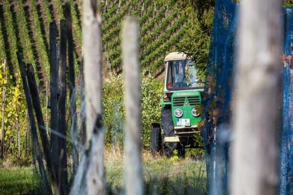 Unión de Uniones denuncia pérdidas de 1.500 M€ para los viticultores en esta vendimia si no se cumple la ley de la cadena alimentaria