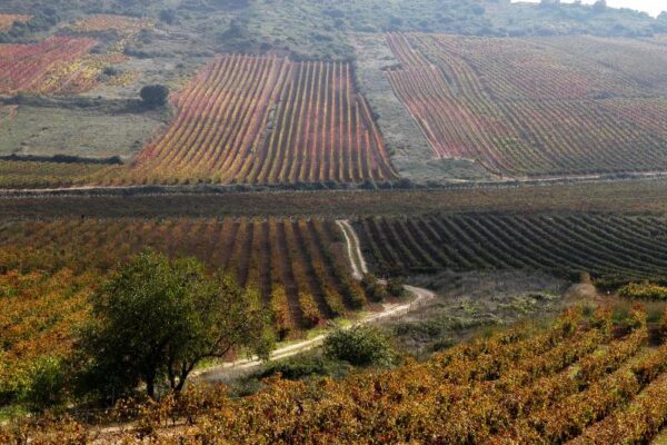 Las ayudas a la destilación aseguran la compra de 97 M de kilos de uva en 2024 a más de 7.050 viticultores riojanos a precios de rentabilidad agraria