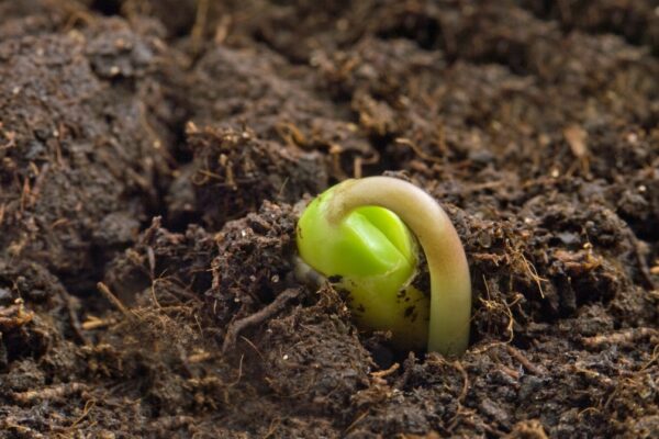 El Gobierno aprueba nuevas normas para favorecer la nutrición sostenible de los suelos agrarios