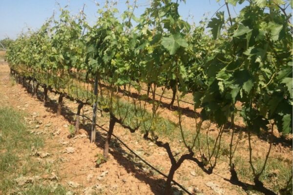 La Junta de Extremadura abona las ayudas extraordinarias al sector del viñedo de secano