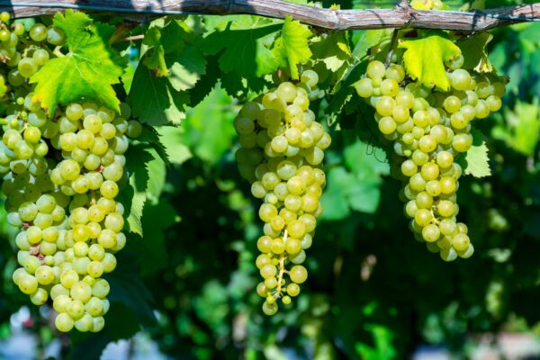 Siete millones de dólares para un proyecto de investigación que busca mejorar la resistencia y la calidad de las uvas