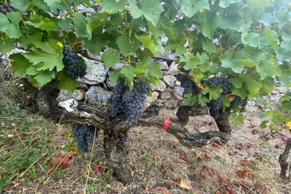Galicia publicará próximamente las ayudas para apoyar la destilación de crisis en los viñedos de la Ribeira Sacra con un presupuesto de 500.000 euros
