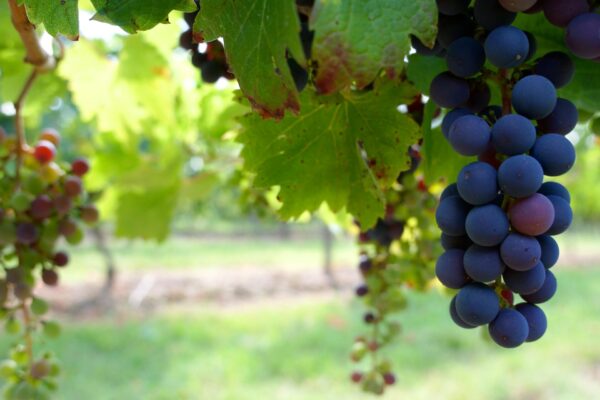 ARAG-ASAJA exige a las bodegas una correcta planificación para recibir la uva que ya se debería estar vendimiando