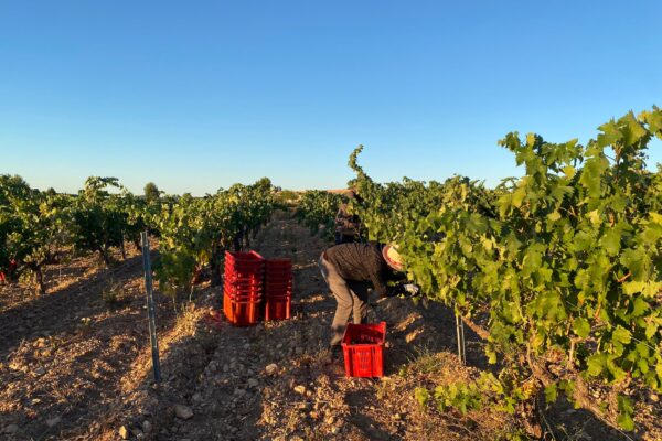 La D.O. Valencia augura una vendimia de gran calidad con una producción más corta