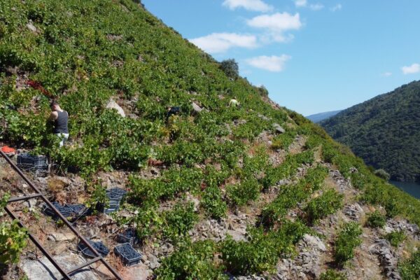 Comienza oficialmente la vendimia en la D.O.Ribeira Sacra