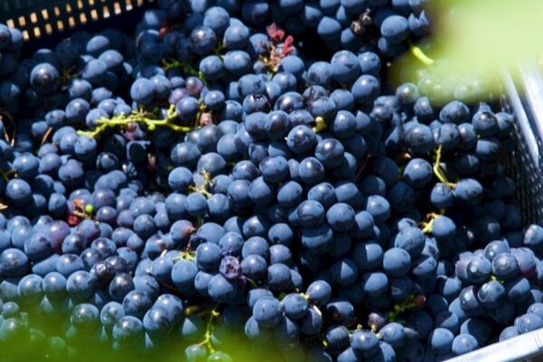 23 de septiembre, fecha recomendada para el inicio oficial de la vendimia en la D.O. Ribeira Sacra