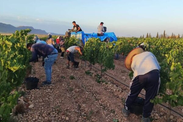 La vendimia de la D.O.P. Jumilla se desarrolla lentamente, un mes después de su inicio está al 5%