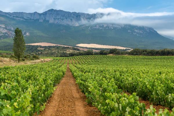 La facturación por exportaciones en datos interanuales a junio la D.O.Rioja alcanza los 496,4 millones de euros