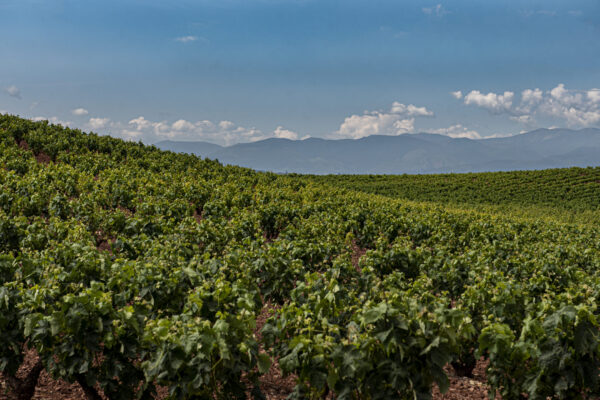 La agricultura ecológica incorpora 316.550 nuevas hectáreas en 2023, un 12 % más que en 2022