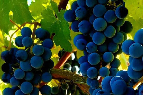 La D.O. Cigales saca al mercado su primer tinto 100% Merlot