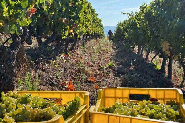 La D.O. Valdeorras registra 8.200.000 kilos de uva cosechados en la comarca