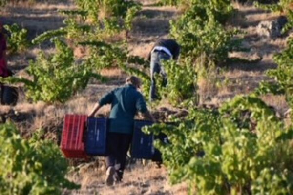 La D.O.P. Cebreros pone punto final a la vendimia con 467.000 kilos recolectados