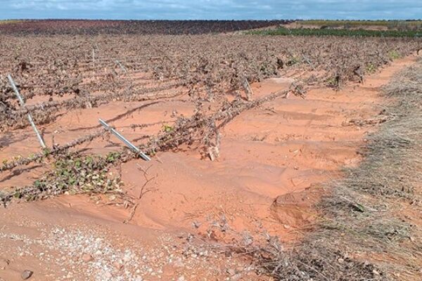 AVA-ASAJA estima que la DANA causa unas pérdidas de 1.089 millones en la agricultura