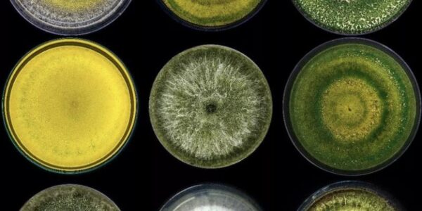 Aplicación de Trichoderma atroviride I-1237 en heridas de poda