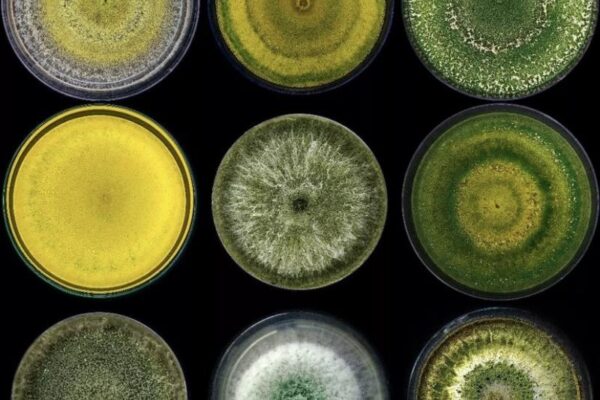 Aplicación de Trichoderma atroviride I-1237 en heridas de poda