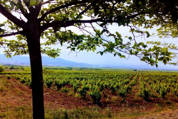 El Gobierno amplía la vigencia de las autorizaciones de plantación de viñedo por las dificultades climáticas y de mercado